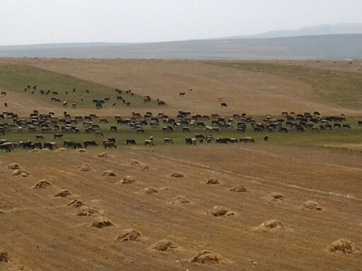 Turquie - Entre Haskoy et Kars paysage